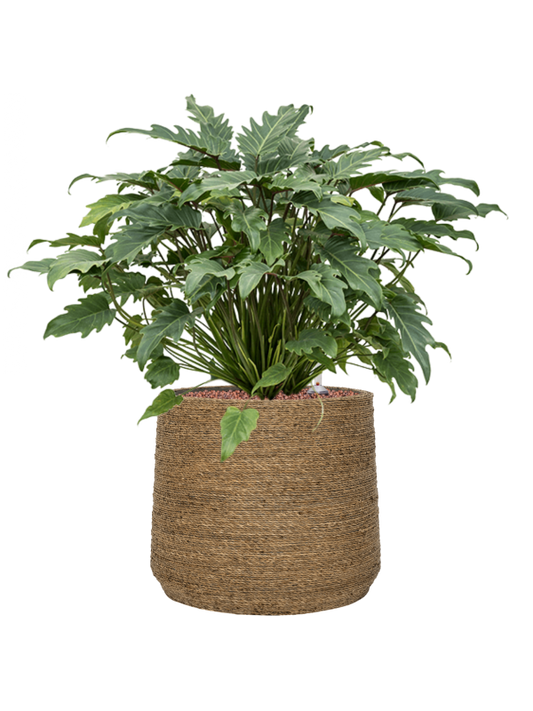 Philodendron 'Xanadu' in Bohemian Office Plant With Pot 68cm Height 32cm Dia