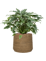 Philodendron 'Xanadu' in Bohemian Office Plant With Pot 68cm Height 32cm Dia