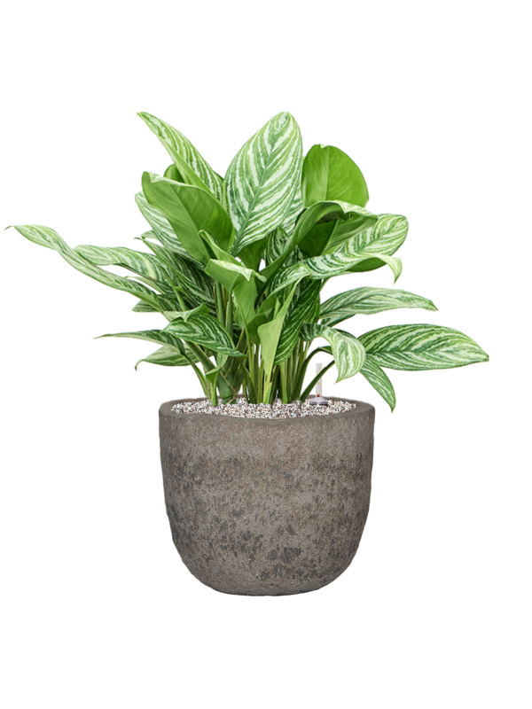 Aglaonema 'Stripes' in Mountain Office Plant With Pot 70cm Height 29.5cm Dia