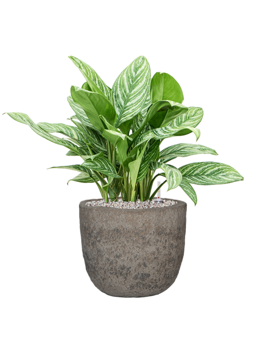 Aglaonema 'Stripes' in Mountain Office Plant With Pot 70cm Height 29.5cm Dia