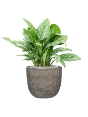 Aglaonema 'Stripes' in Mountain Office Plant With Pot 70cm Height 29.5cm Dia