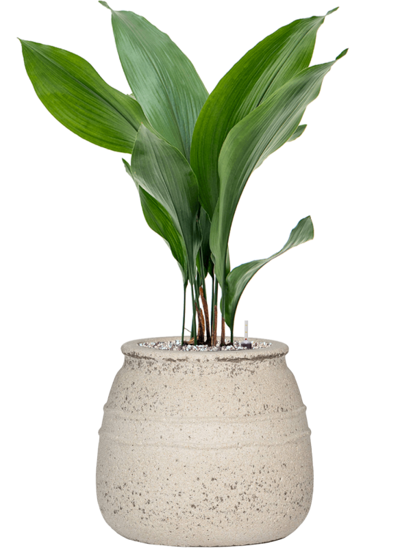 Aspidistra elatior in Mediterranean Office Plant With Pot 72cm Height 19.5cm Dia