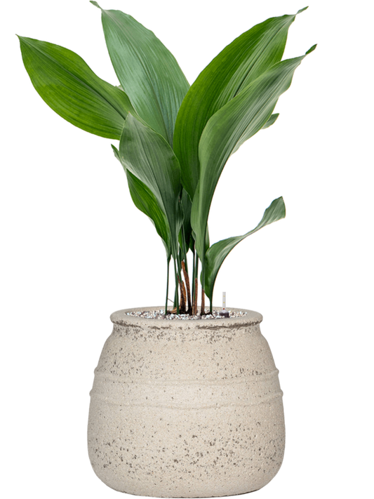 Aspidistra elatior in Mediterranean Office Plant With Pot 72cm Height 19.5cm Dia