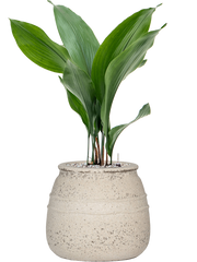 Aspidistra elatior in Mediterranean Office Plant With Pot 72cm Height 19.5cm Dia