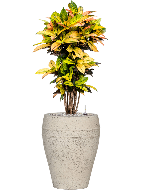 Croton (Codiaeum) variegatum 'Mrs. Iceton' in Mediterranean Office Plant With Pot 122cm Height 30cm Dia