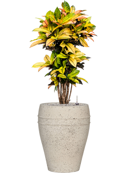 Croton (Codiaeum) variegatum 'Mrs. Iceton' in Mediterranean Office Plant With Pot 122cm Height 30cm Dia