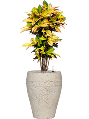 Croton (Codiaeum) variegatum 'Mrs. Iceton' in Mediterranean Office Plant With Pot 122cm Height 30cm Dia