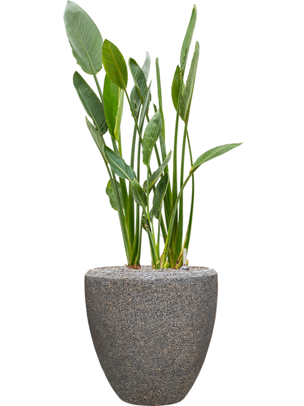 Strelitzia reginae in Baq Naturescast Office Plant With Pot 146cm Height 44cm Dia