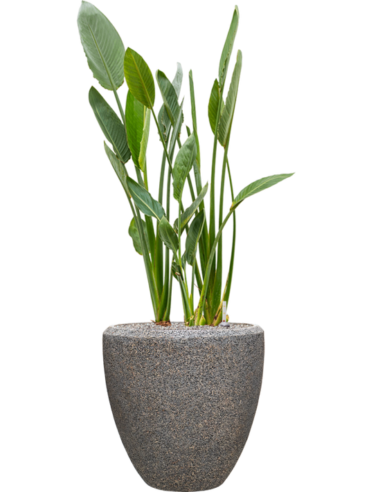 Strelitzia reginae in Baq Naturescast Office Plant With Pot 146cm Height 44cm Dia