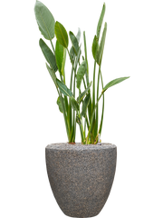 Strelitzia reginae in Baq Naturescast Office Plant With Pot 146cm Height 44cm Dia