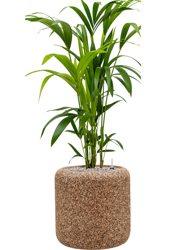 Kentia (Howea) forsteriana in Baq Naturescast Office Plant With Pot 118cm Height 24cm Dia