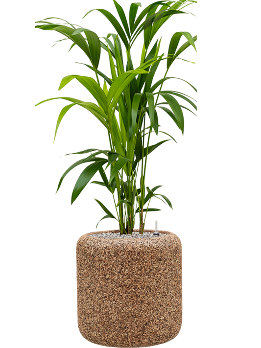 Kentia (Howea) forsteriana in Baq Naturescast Office Plant With Pot 118cm Height 24cm Dia