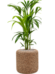 Kentia (Howea) forsteriana in Baq Naturescast Office Plant With Pot 118cm Height 24cm Dia