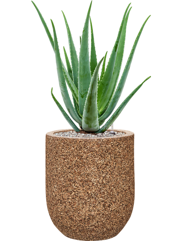 Aloe vera barbadensis in Baq Naturescast Office Plant With Pot 75cm Height 24cm Dia