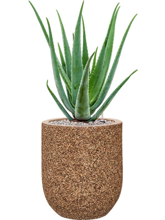 Aloe vera barbadensis in Baq Naturescast Office Plant With Pot 75cm Height 24cm Dia