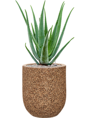 Aloe vera barbadensis in Baq Naturescast Office Plant With Pot 75cm Height 24cm Dia