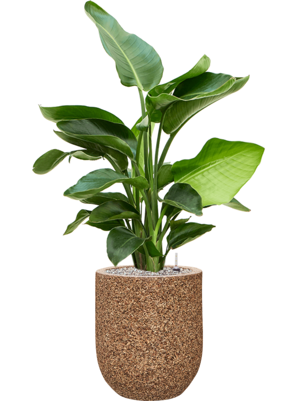 Strelitzia nicolai in Baq Naturescast Office Plant With Pot 104cm Height 24cm Dia