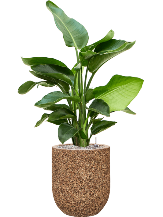 Strelitzia nicolai in Baq Naturescast Office Plant With Pot 104cm Height 24cm Dia