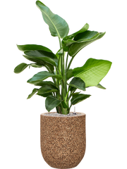 Strelitzia nicolai in Baq Naturescast Office Plant With Pot 104cm Height 24cm Dia