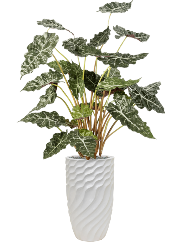 Alocasia in Baq Luxe Lite Glossy Breaker Office Plant With Pot 167cm Height 28cm Dia