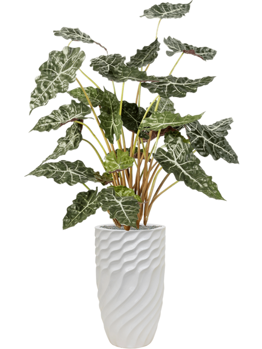 Alocasia in Baq Luxe Lite Glossy Breaker Office Plant With Pot 167cm Height 28cm Dia