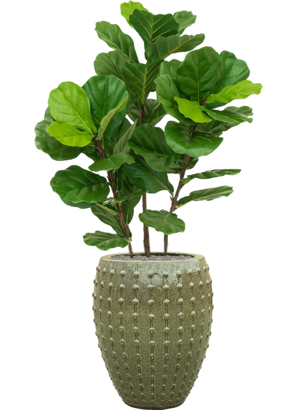 Fiddle Tree in Laos Office Plant With Pot 142cm Height 29cm Dia