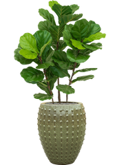 Fiddle Tree in Laos Office Plant With Pot 142cm Height 29cm Dia