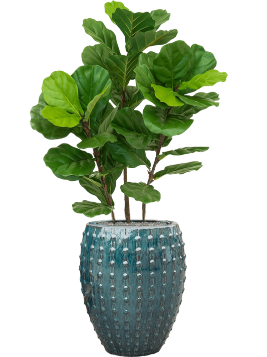 Fiddle Tree in Laos Office Plant With Pot 142cm Height 29cm Dia