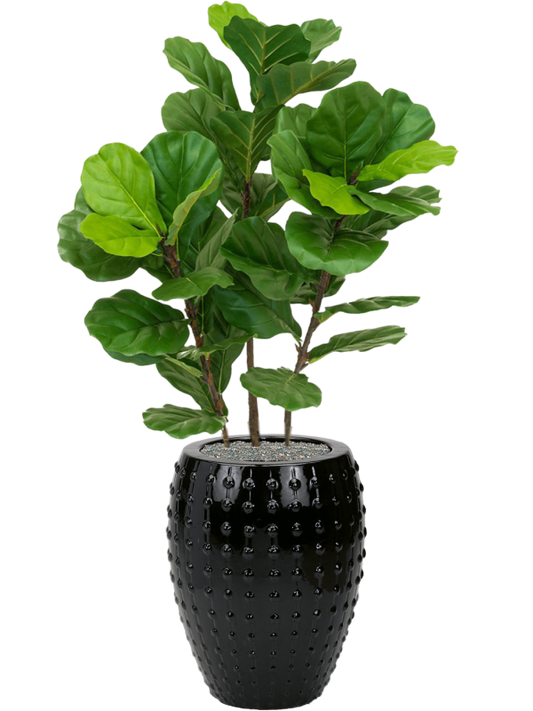 Fiddle Tree in Laos Office Plant With Pot 141cm Height 29cm Dia