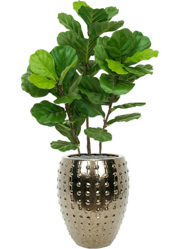 Fiddle Tree in Laos Office Plant With Pot 142cm Height 29cm Dia