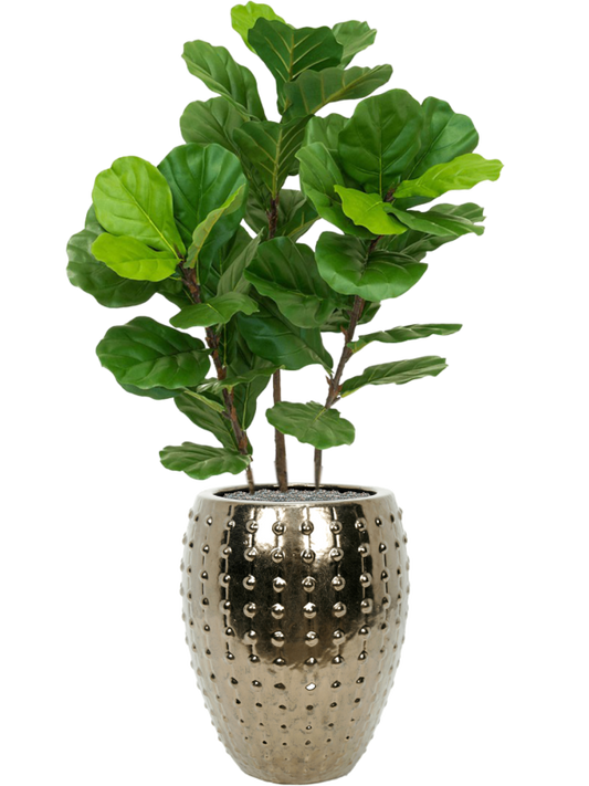 Fiddle Tree in Laos Office Plant With Pot 142cm Height 29cm Dia