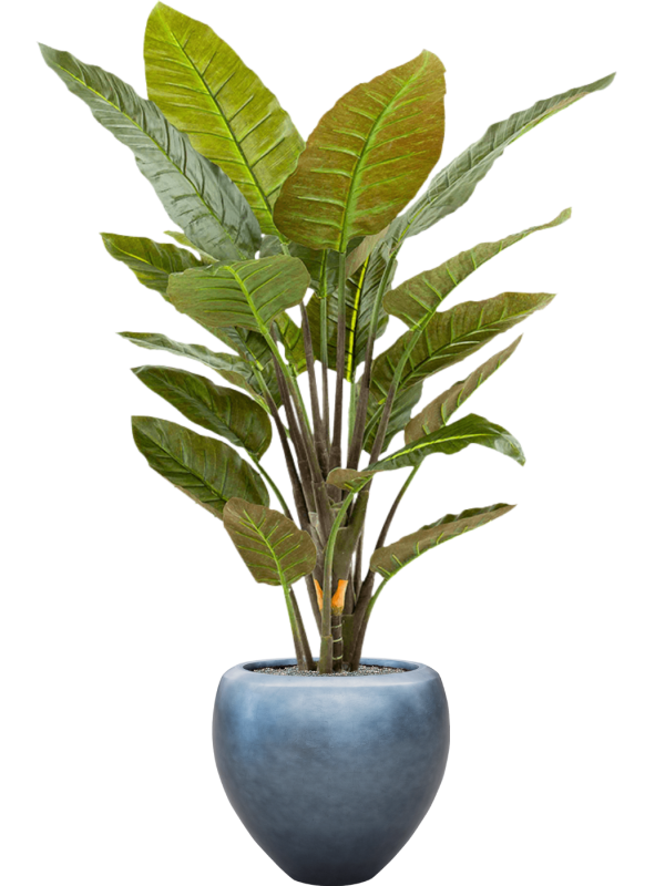 Strelitzia in Baq Metallic Silver leaf Office Plant With Pot 177cm Height 33cm Dia