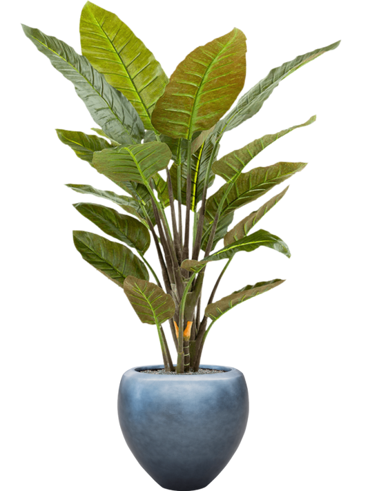 Strelitzia in Baq Metallic Silver leaf Office Plant With Pot 177cm Height 33cm Dia