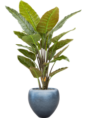 Strelitzia in Baq Metallic Silver leaf Office Plant With Pot 177cm Height 33cm Dia