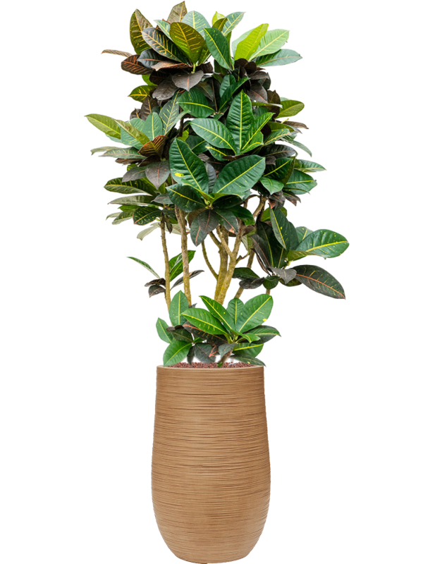 Croton (Codiaeum) variegatum 'Petra' in Baq Dune Office Plant With Pot 154cm Height 27cm Dia