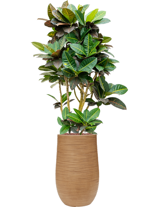 Croton (Codiaeum) variegatum 'Petra' in Baq Dune Office Plant With Pot 154cm Height 27cm Dia