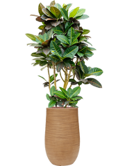 Croton (Codiaeum) variegatum 'Petra' in Baq Dune Office Plant With Pot 154cm Height 27cm Dia