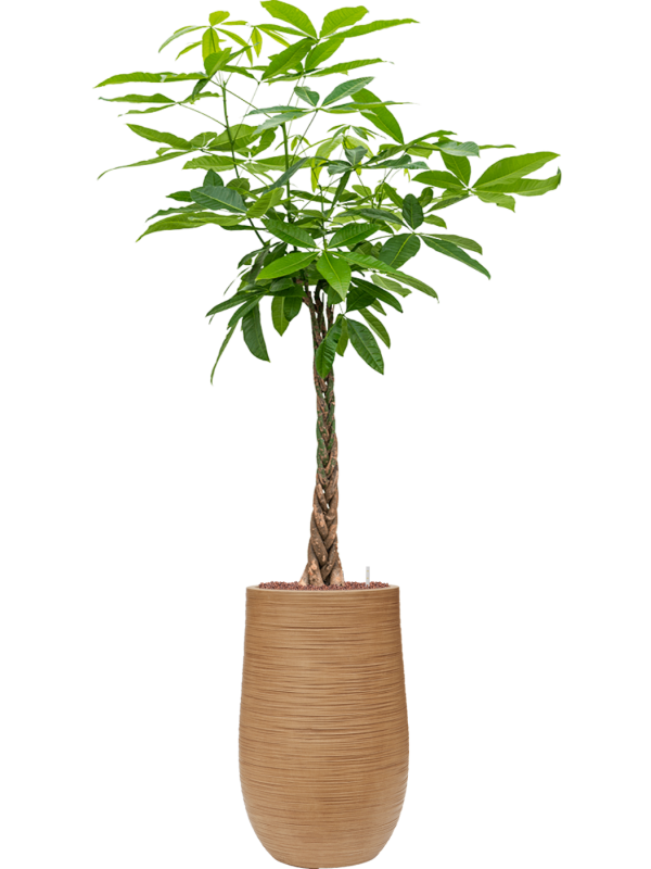 Pachira aquatica in Baq Dune Office Plant With Pot 167cm Height 27cm Dia