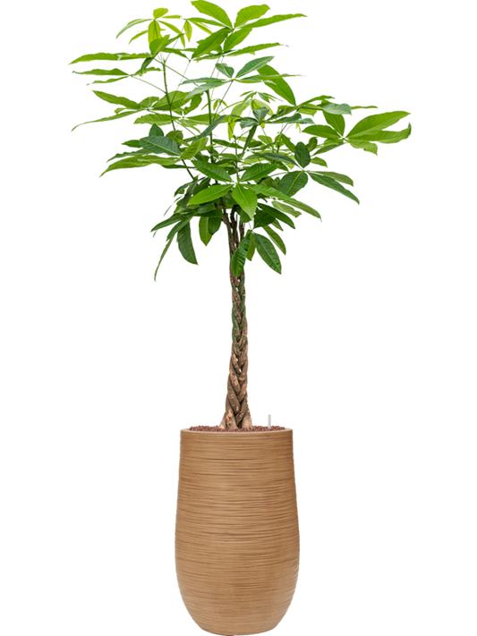 Pachira aquatica in Baq Dune Office Plant With Pot 167cm Height 27cm Dia