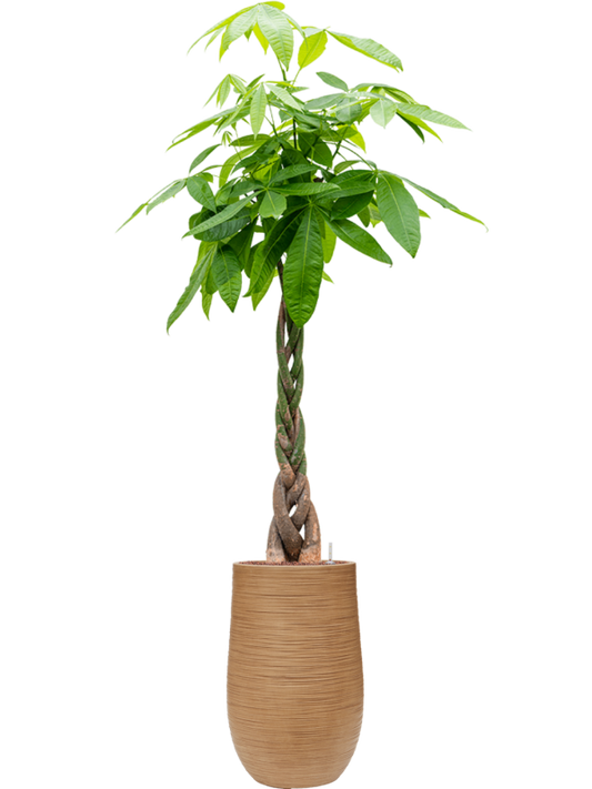 Pachira aquatica in Baq Dune Office Plant With Pot 189cm Height 27cm Dia