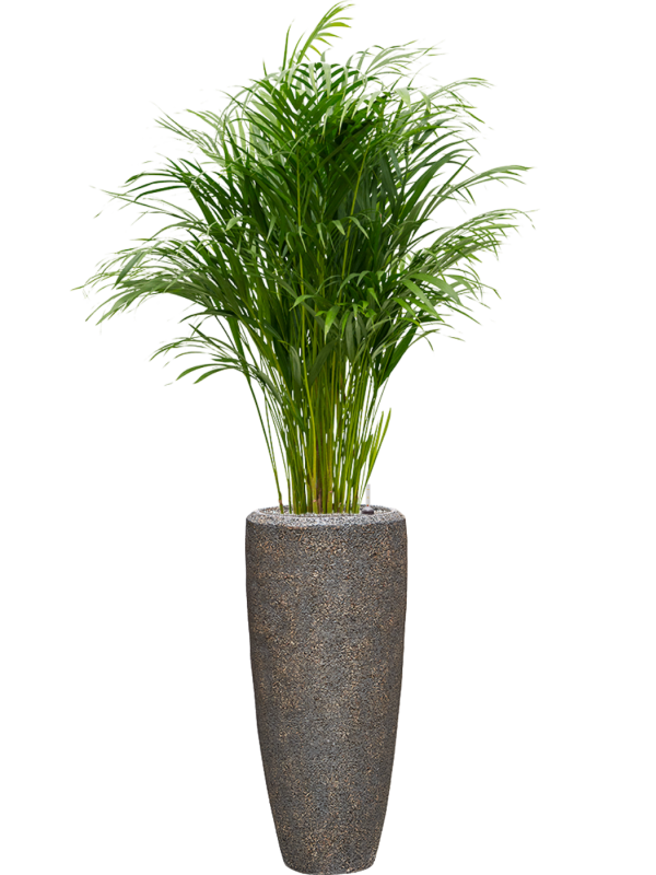 Dypsis (Areca) lutescens in Baq Naturescast Office Plant With Pot 164cm Height 26cm Dia