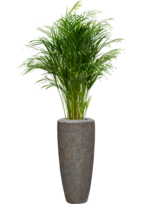 Dypsis (Areca) lutescens in Baq Naturescast Office Plant With Pot 164cm Height 26cm Dia