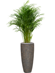 Dypsis (Areca) lutescens in Baq Naturescast Office Plant With Pot 164cm Height 26cm Dia