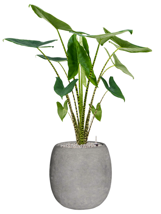 Alocasia zebrina in Baq Polystone Coated Plain Office Plant With Pot 125cm Height 27cm Dia