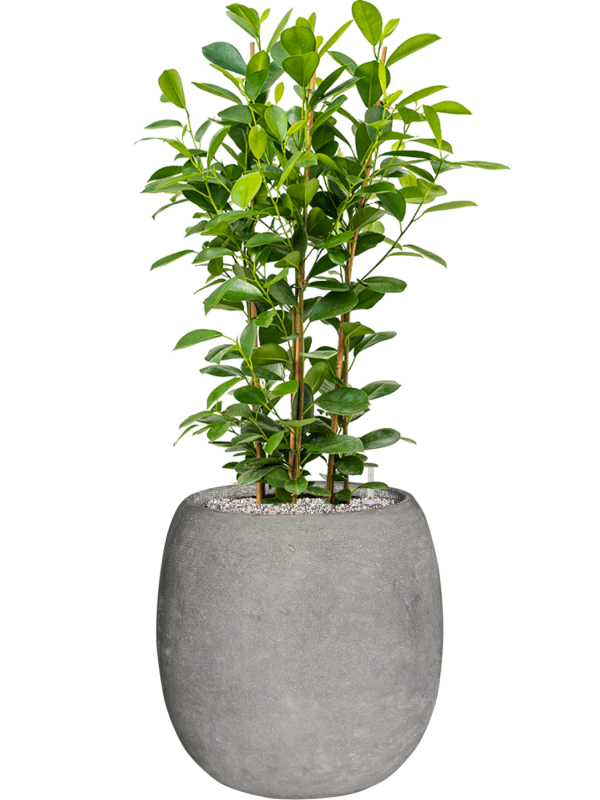 Ficus microcarpa 'Moclame' in Baq Polystone Coated Plain Office Plant With Pot 105cm Height 27cm Dia