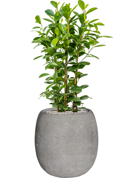 Ficus microcarpa 'Moclame' in Baq Polystone Coated Plain Office Plant With Pot 105cm Height 27cm Dia