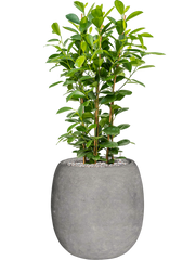 Ficus microcarpa 'Moclame' in Baq Polystone Coated Plain Office Plant With Pot 105cm Height 27cm Dia