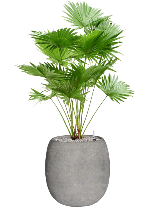 Livistonia rotundifolia (2pp) in Baq Polystone Coated Plain Office Plant With Pot 121cm Height 27cm Dia