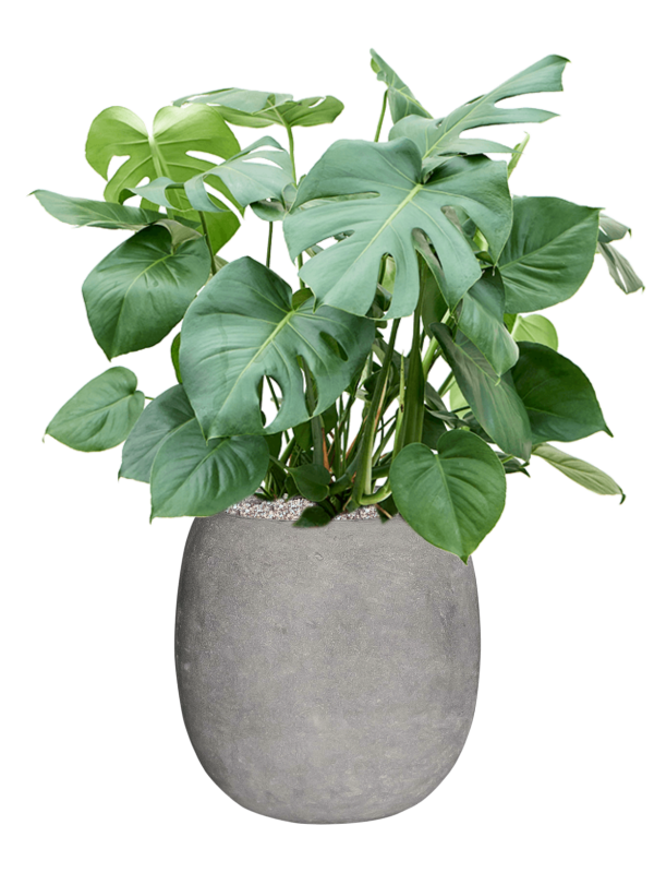 Monstera deliciosa in Baq Polystone Coated Plain Office Plant With Pot 96cm Height 27cm Dia