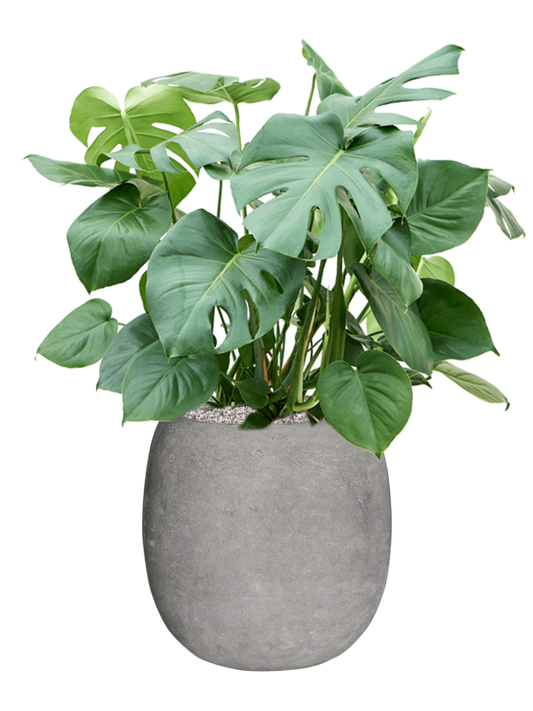 Monstera deliciosa in Baq Polystone Coated Plain Office Plant With Pot 96cm Height 27cm Dia